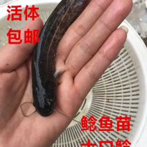 鲶鱼鱼苗，南方大口鲶鱼鱼苗