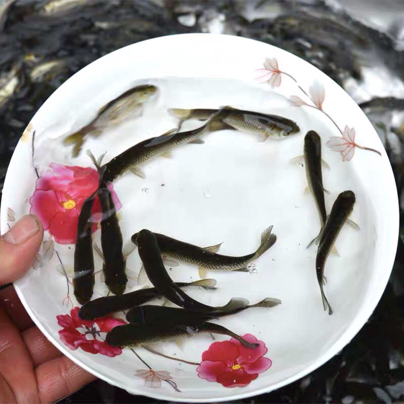 草鱼鱼苗，腕鱼鱼苗，淡水鱼苗