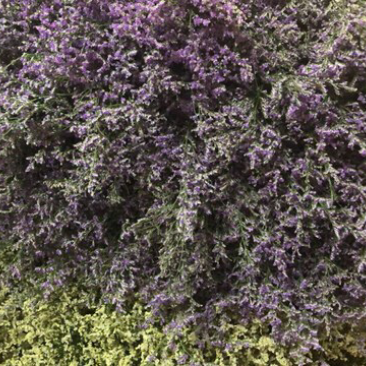 云南昆明基地直发红水晶草、鲜花批发