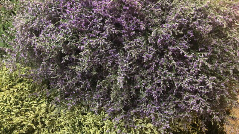 云南昆明基地直发红水晶草、鲜花批发