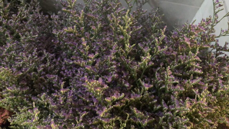 云南昆明基地直发红水晶草、鲜花批发