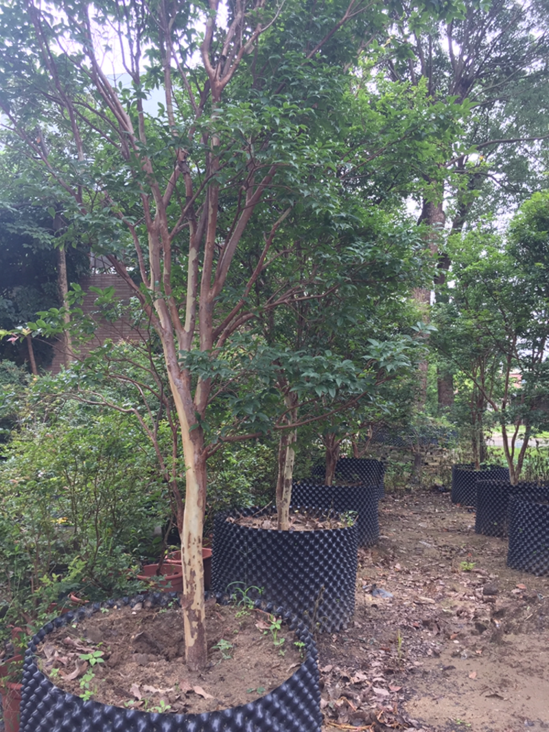 广东台湾嘉宝果树，10以上树龄，已挂果。基地直供技术指导