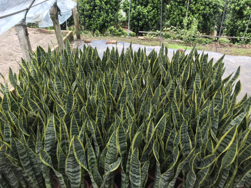 虎皮兰230盆高度65左右