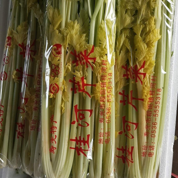 桂河芹菜