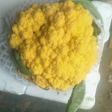 黄金菜花，黄菜花