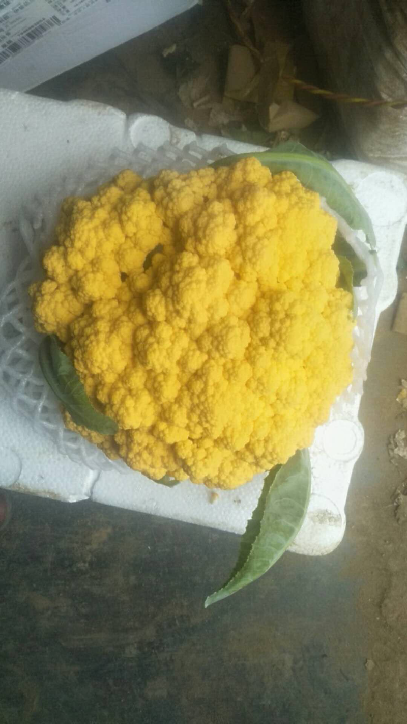 黄金菜花，黄菜花