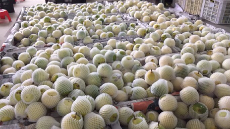 黄金百香果