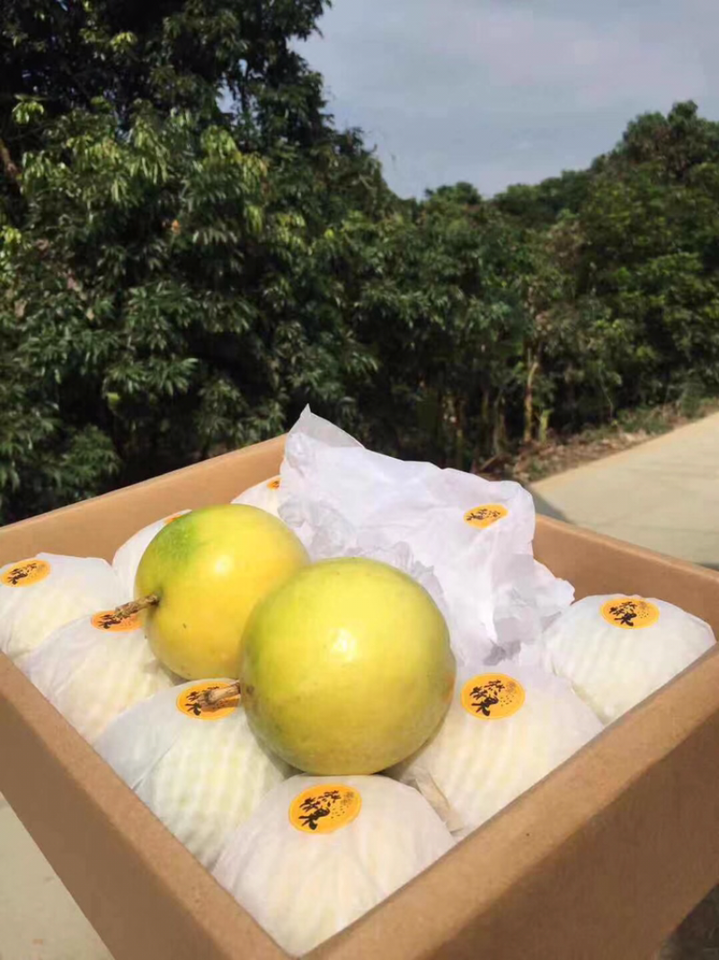 黄金百香果