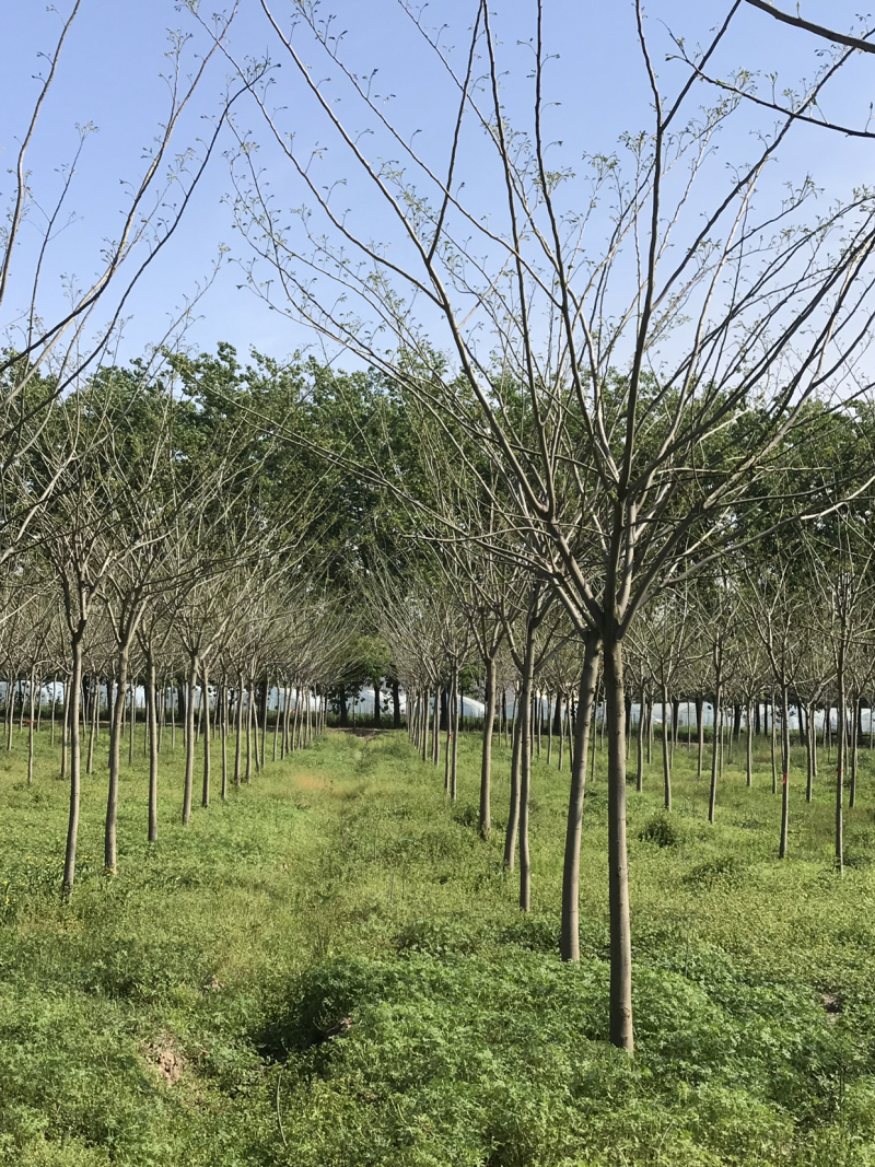 合欢，合欢树，合欢苗，10公分合欢，8公分合欢
