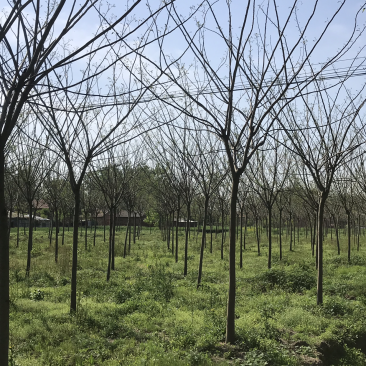 合欢，合欢树，合欢苗，10公分合欢，8公分合欢