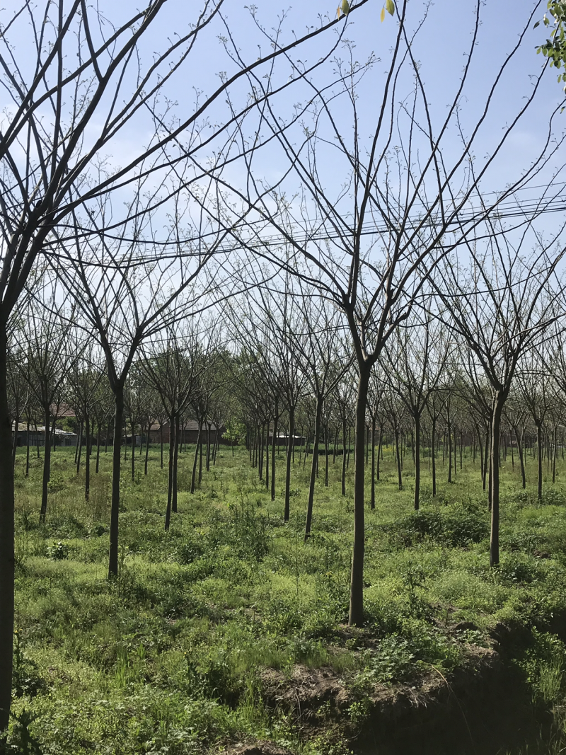合欢，合欢树，合欢苗，10公分合欢，8公分合欢