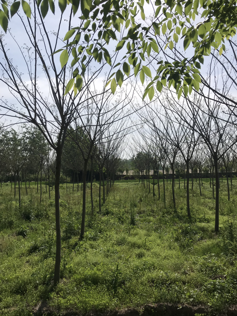 合欢，合欢树，合欢苗，10公分合欢，8公分合欢