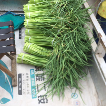 长期大量供应蒜苔📞小油菜
