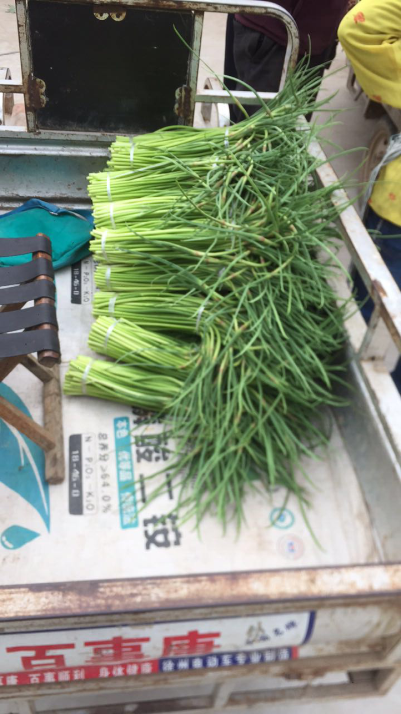 长期大量供应蒜苔📞小油菜