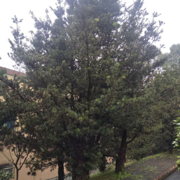 罗汉松