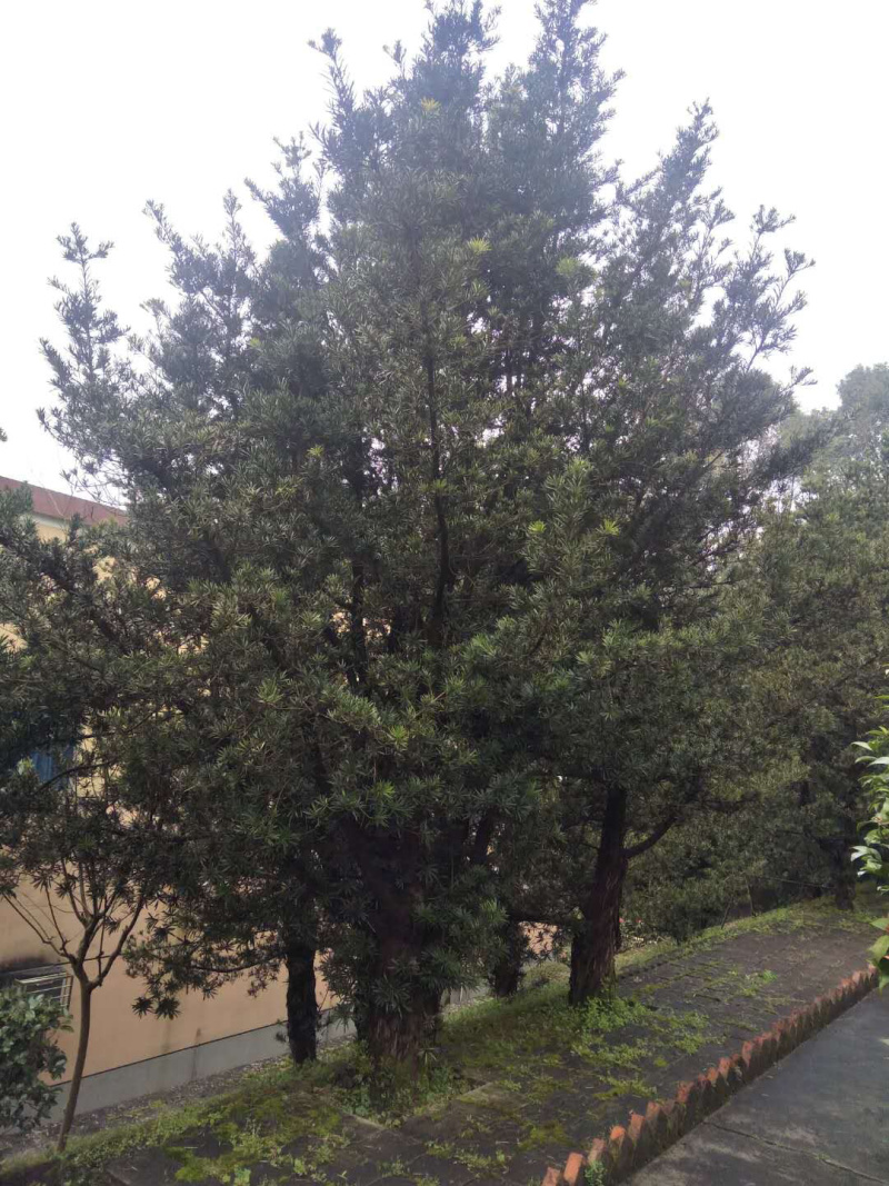 罗汉松
