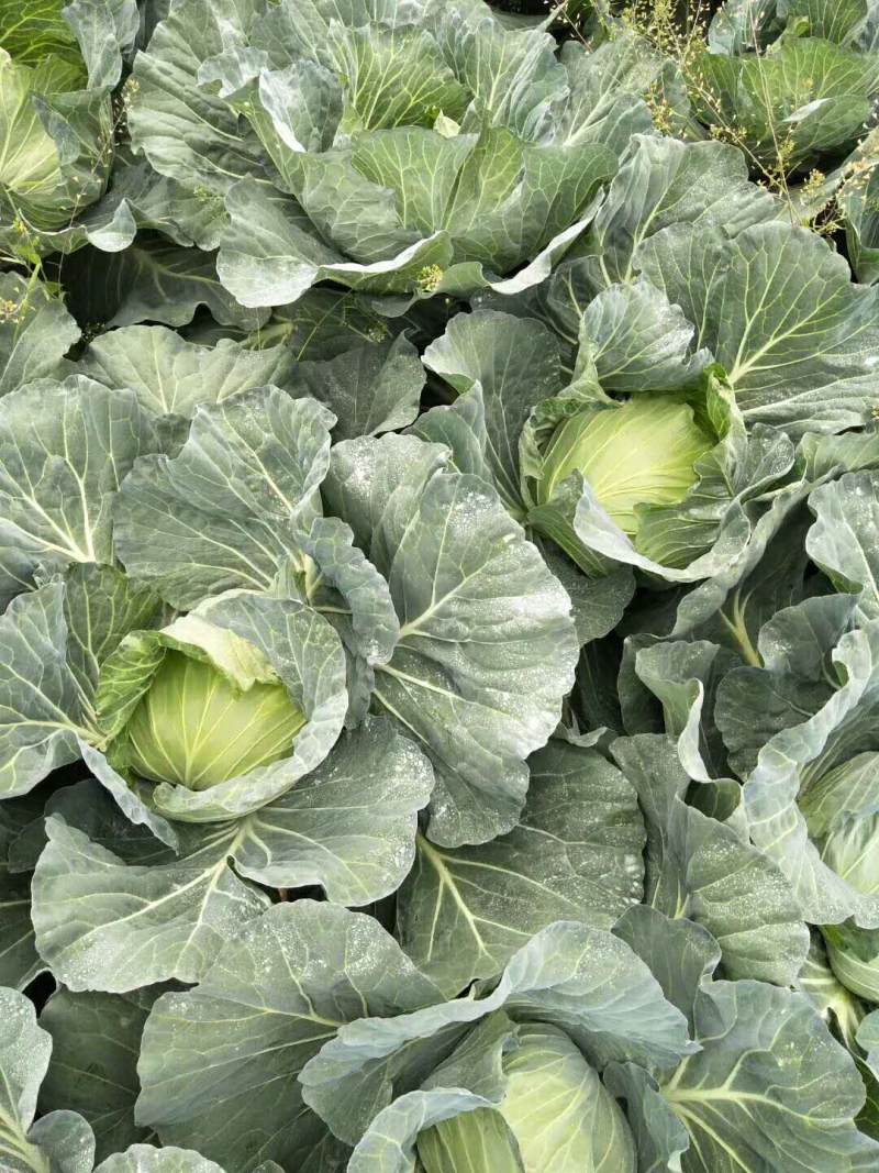 湖北高山蔬菜支持货到付款