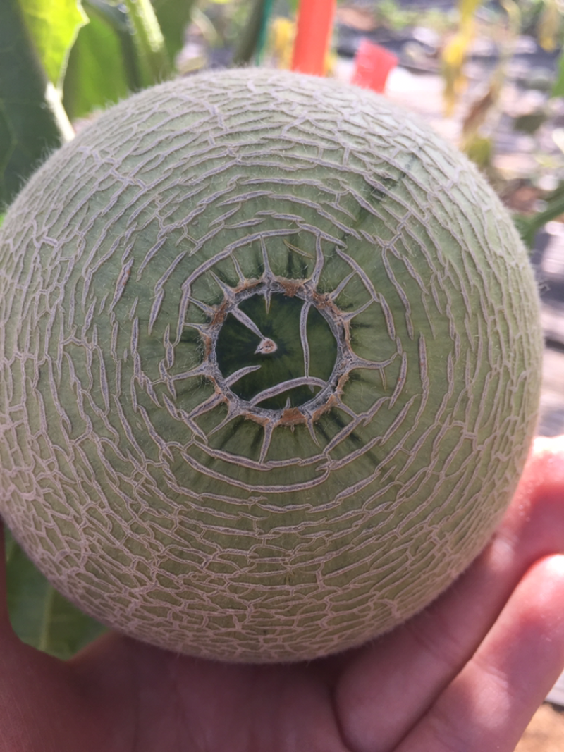 精品网纹瓜，瓜中的爱马仕