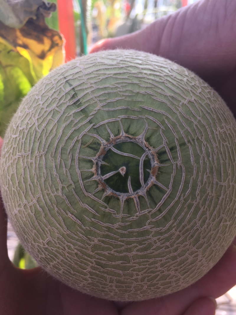 精品网纹瓜，瓜中的爱马仕