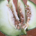 精品网纹瓜，瓜中的爱马仕
