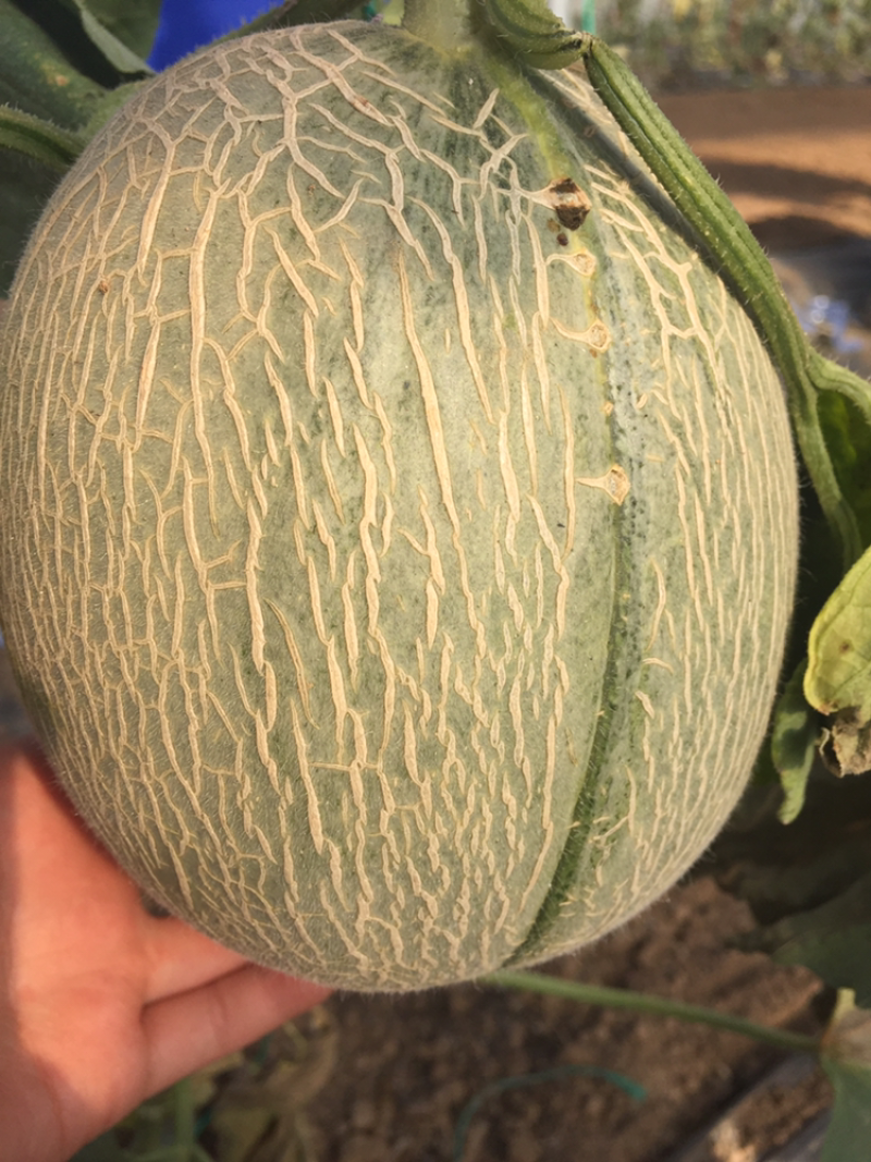 精品网纹瓜，瓜中的爱马仕