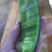 精品网纹瓜，瓜中的爱马仕