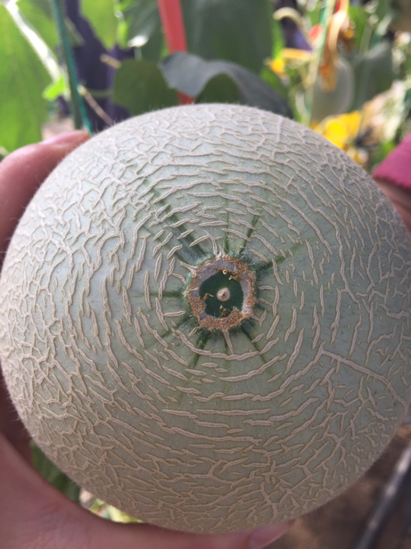精品网纹瓜，瓜中的爱马仕