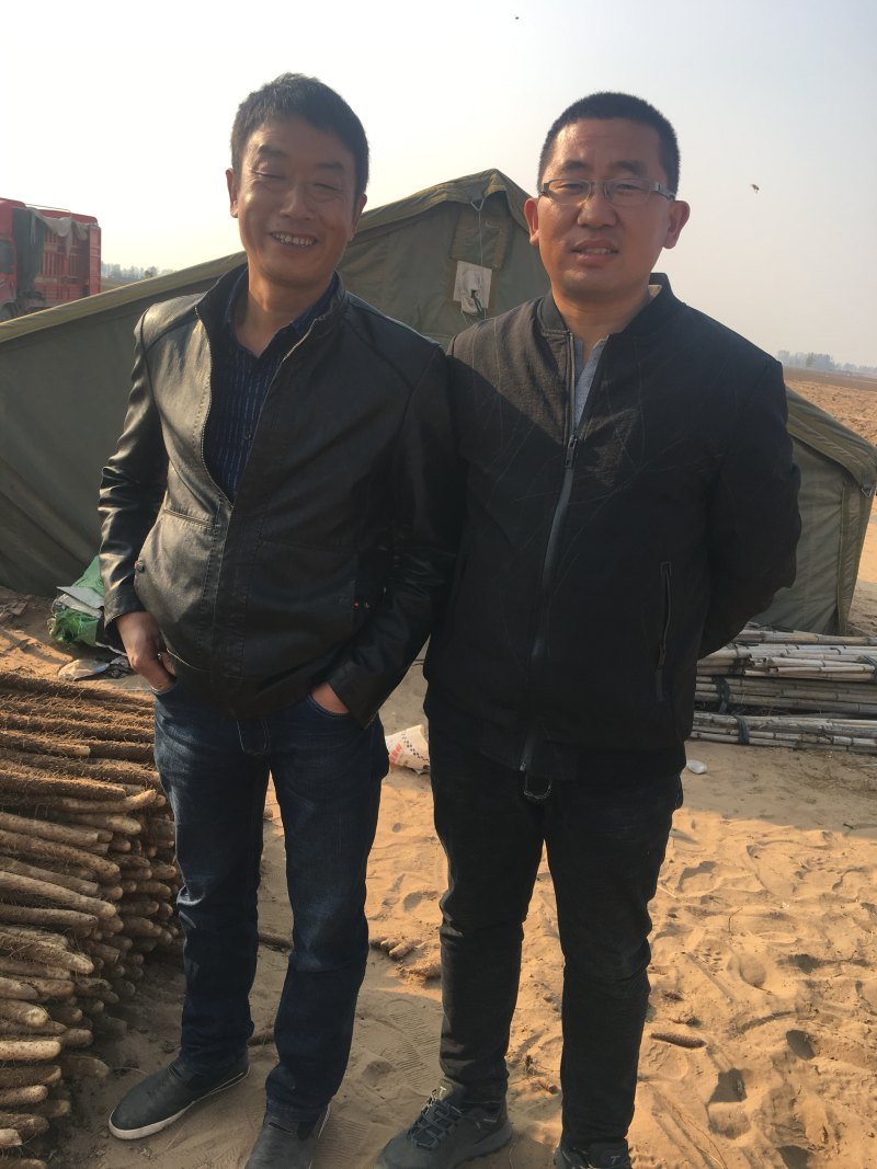 棒山药，纯沙地口感好园滚直流白口感好