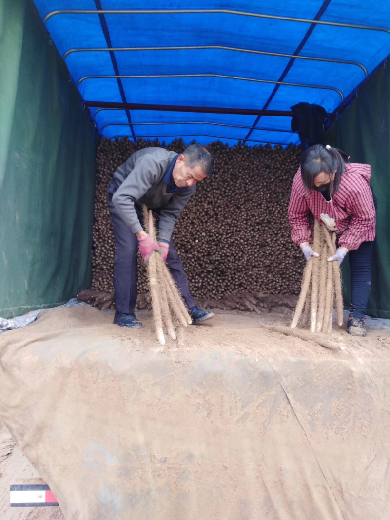 棒山药，纯沙地口感好园滚直流白口感好