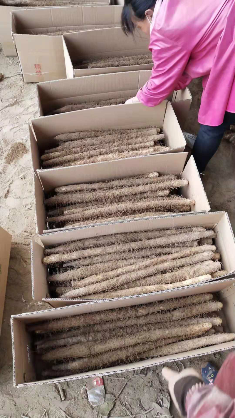 棒山药，纯沙地口感好园滚直流白口感好