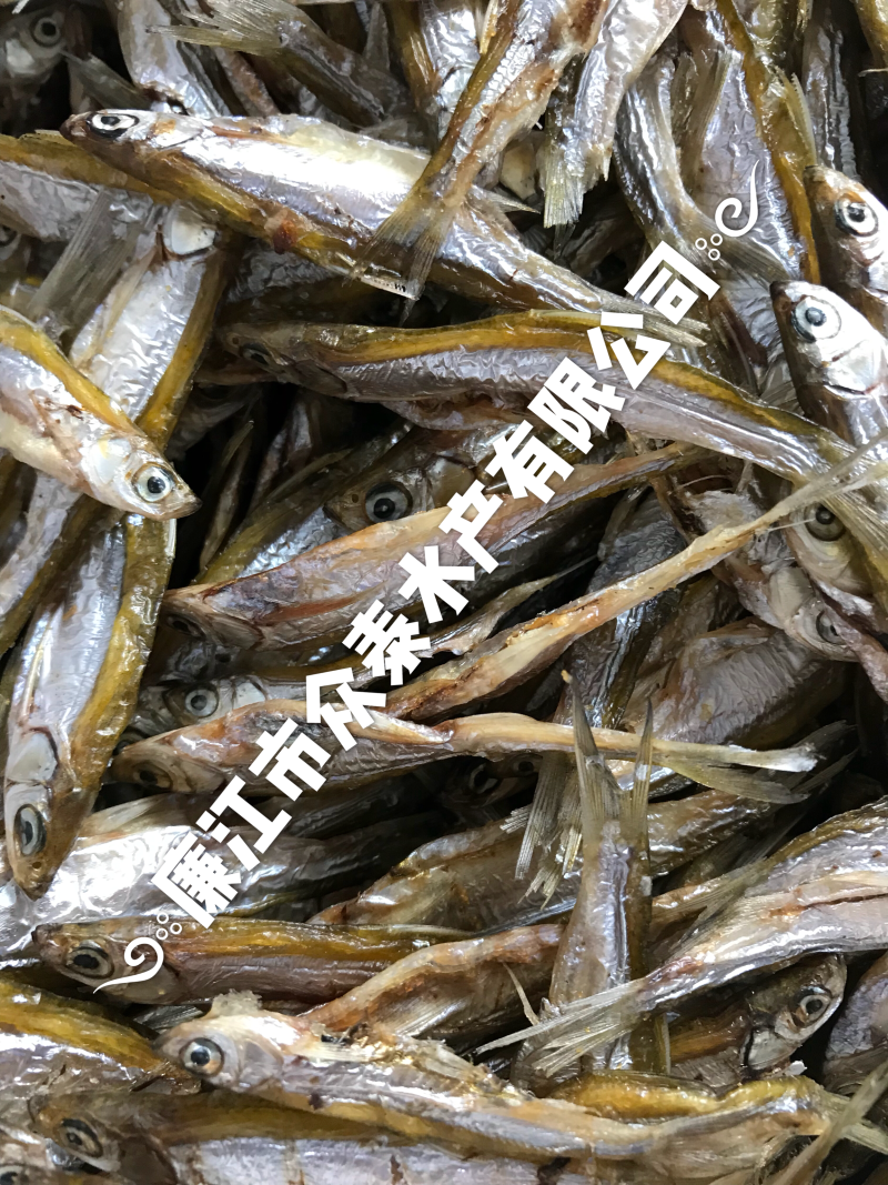 烘干白肖鱼白条一手货源