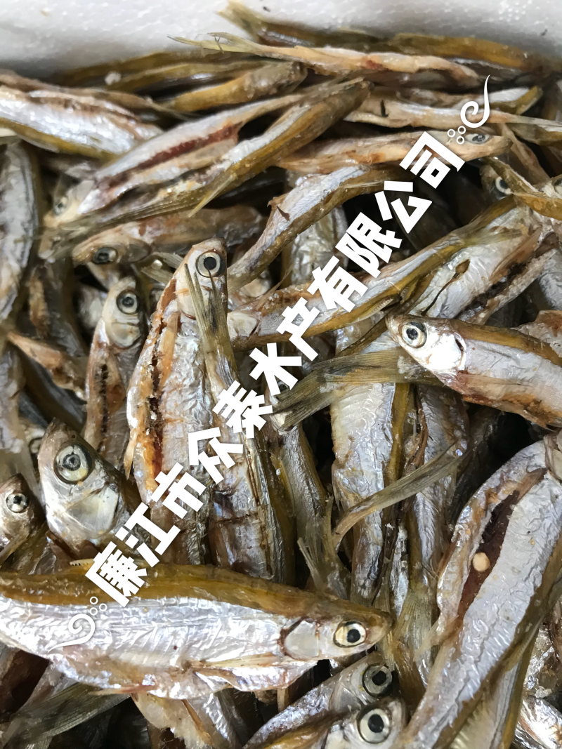 烘干白肖鱼白条一手货源