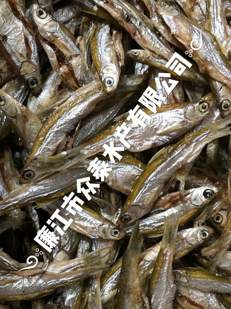 烘干白肖鱼白条一手货源