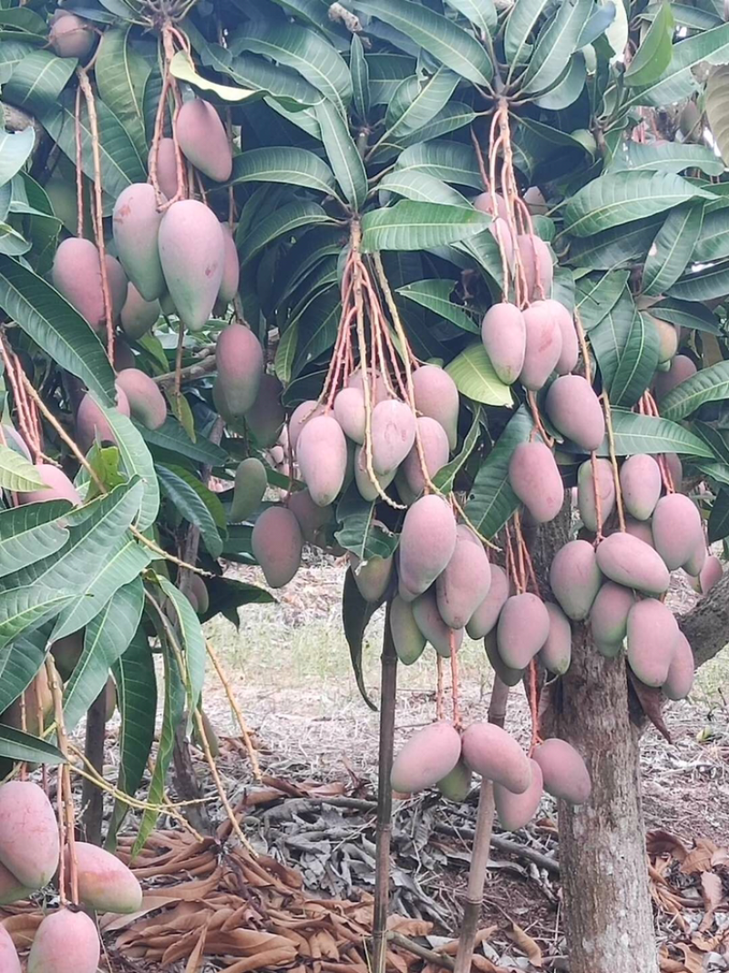 广西百色芒果精品贵妃芒大量上，产量达到创纪录供全国商超