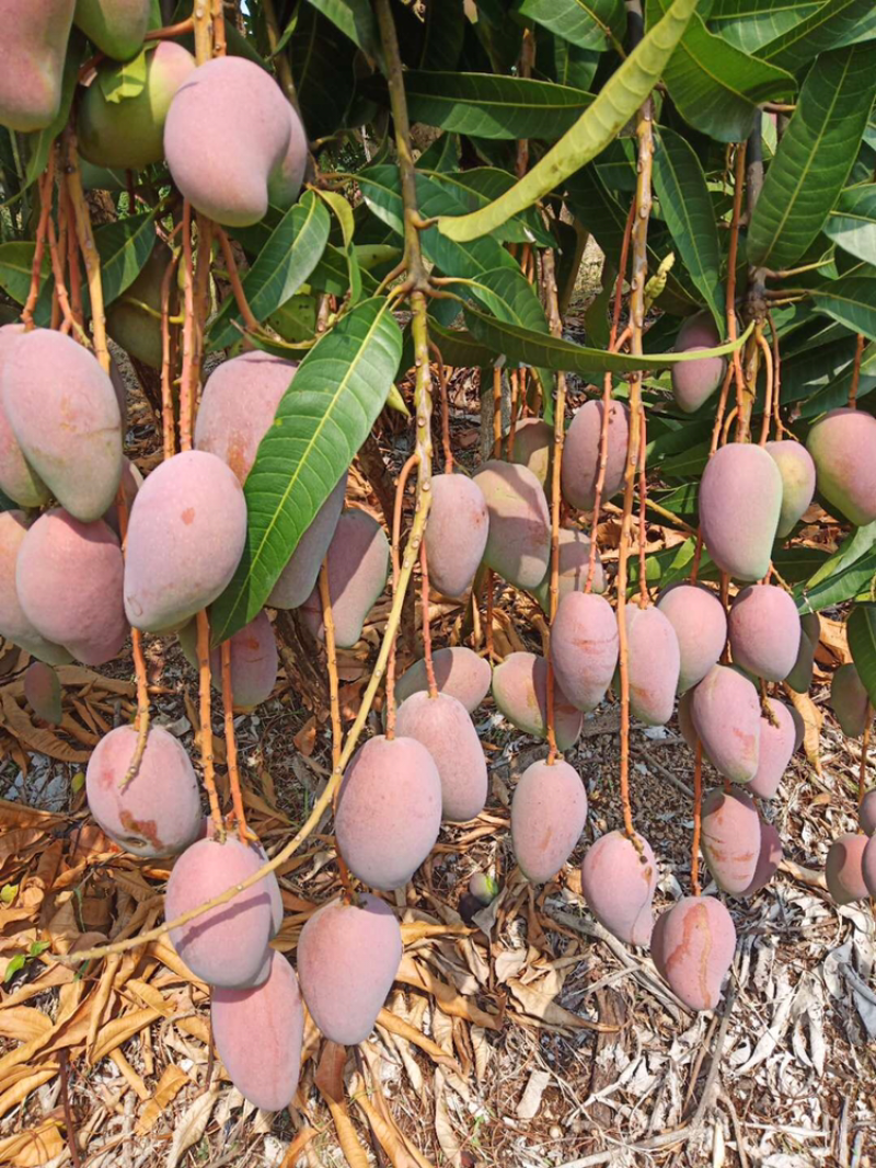 广西百色芒果精品贵妃芒大量上，产量达到创纪录供全国商超