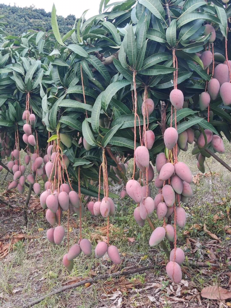 广西百色芒果精品贵妃芒大量上，产量达到创纪录供全国商超
