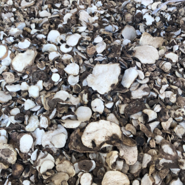 魔芋干片