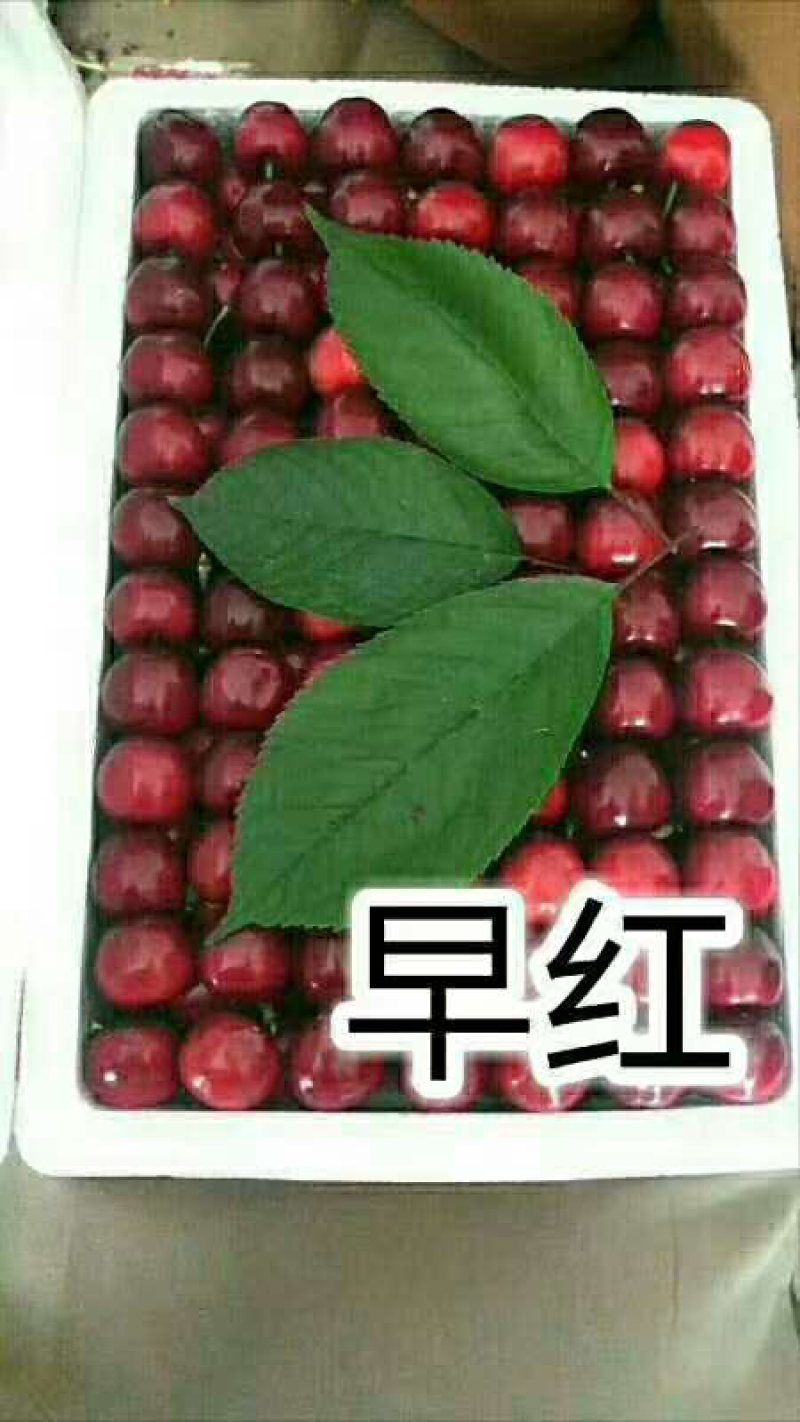 红灯，早大果，萨米脱