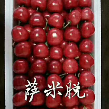 红灯，早大果，萨米脱