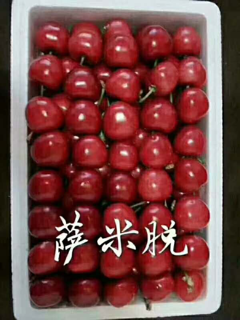 红灯，早大果，萨米脱