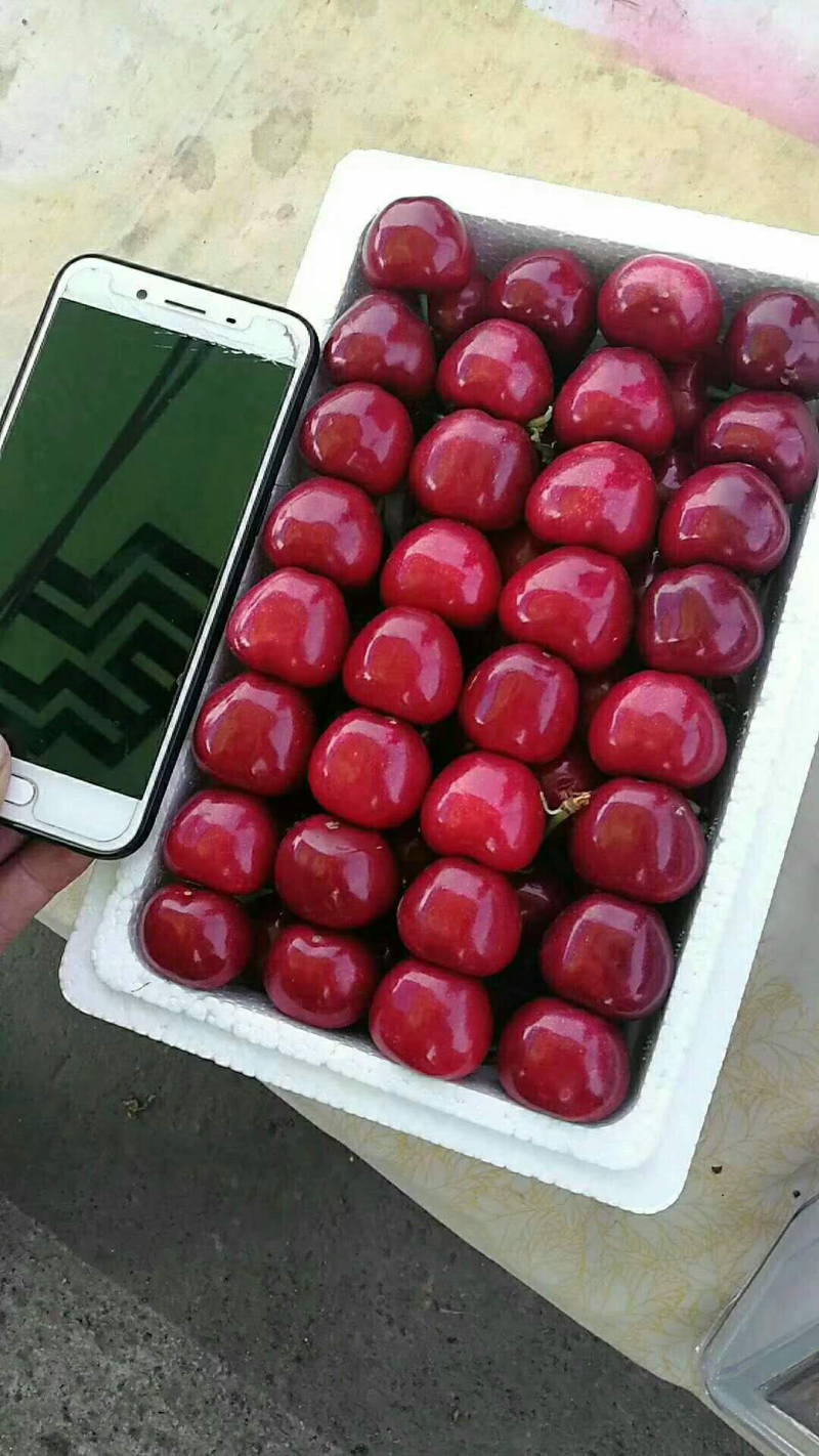 红灯，早大果，萨米脱