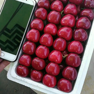 红灯，早大果