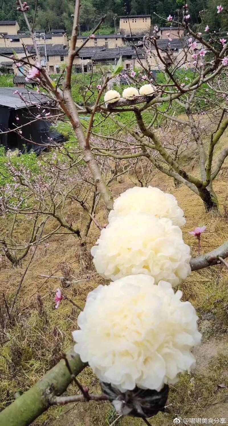 白芦菇，新品种，茶树菇，高山鲜银耳