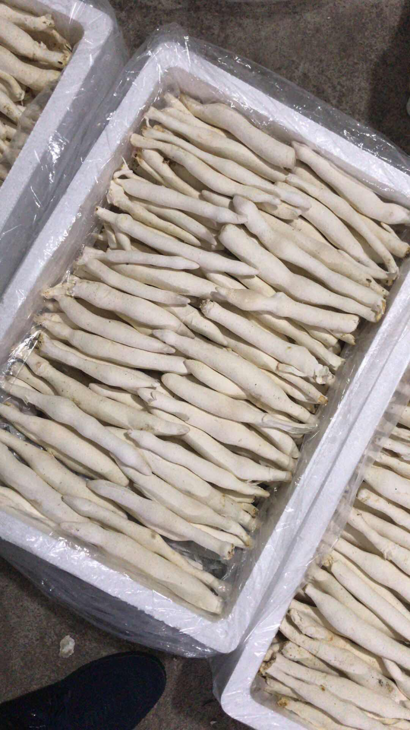 白芦菇，新品种，茶树菇，高山鲜银耳