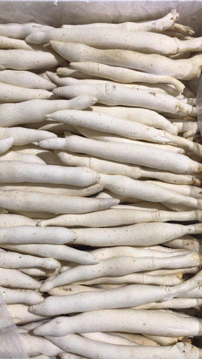 白芦菇，新品种，茶树菇，高山鲜银耳