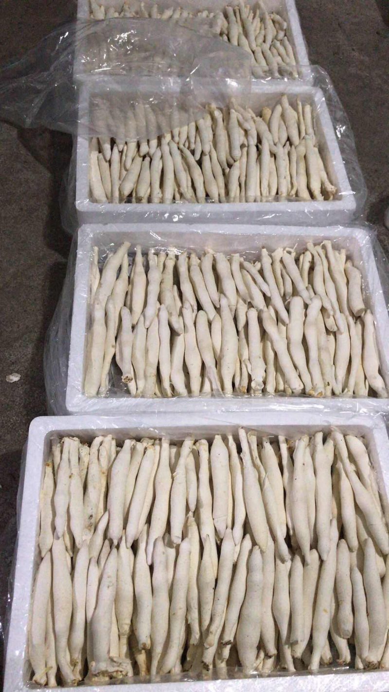 白芦菇，新品种，茶树菇，高山鲜银耳