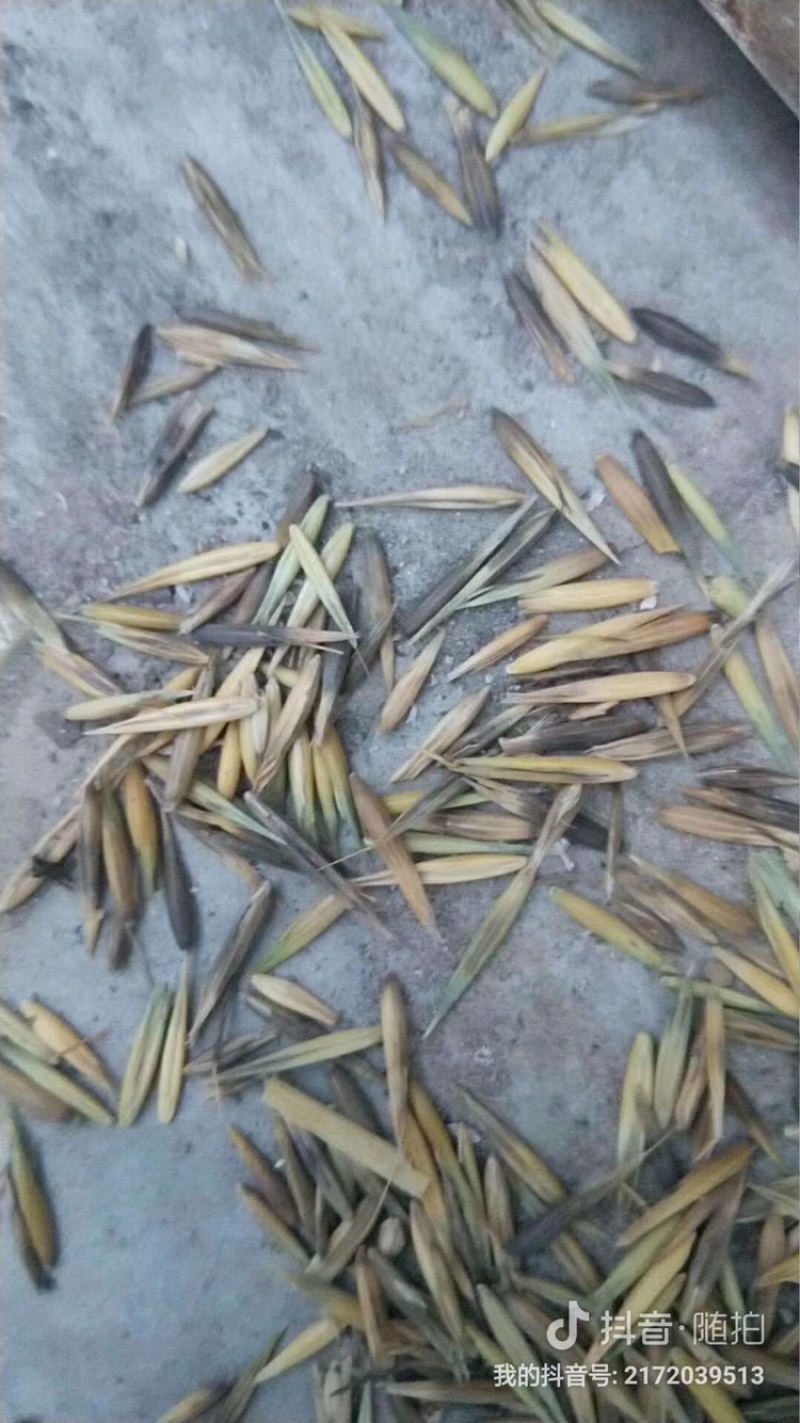 皮燕麦，西北皮燕麦，质量好，