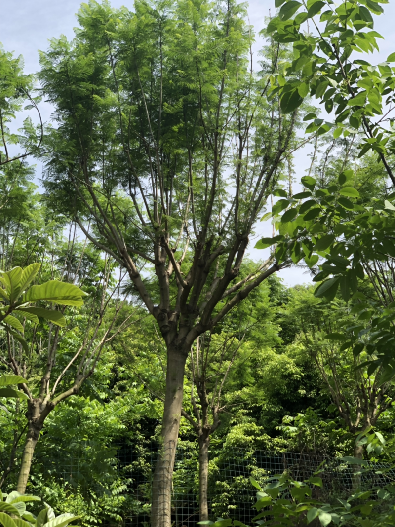 15公分以上全精品蓝花楹