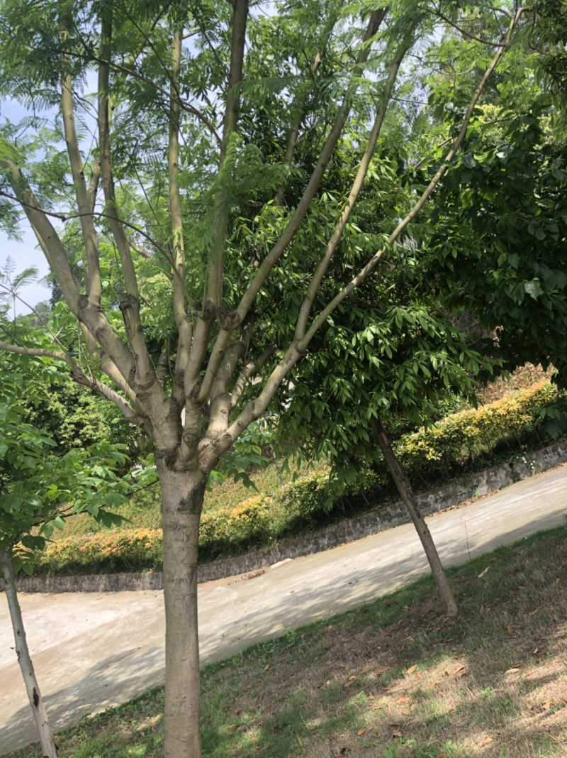 15公分以上全精品蓝花楹