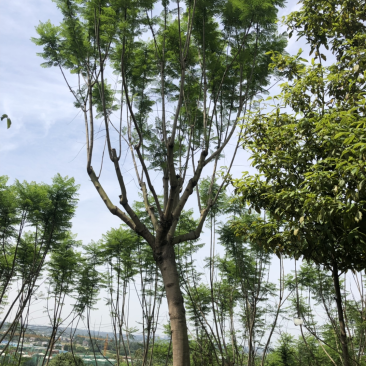 15公分以上全精品蓝花楹
